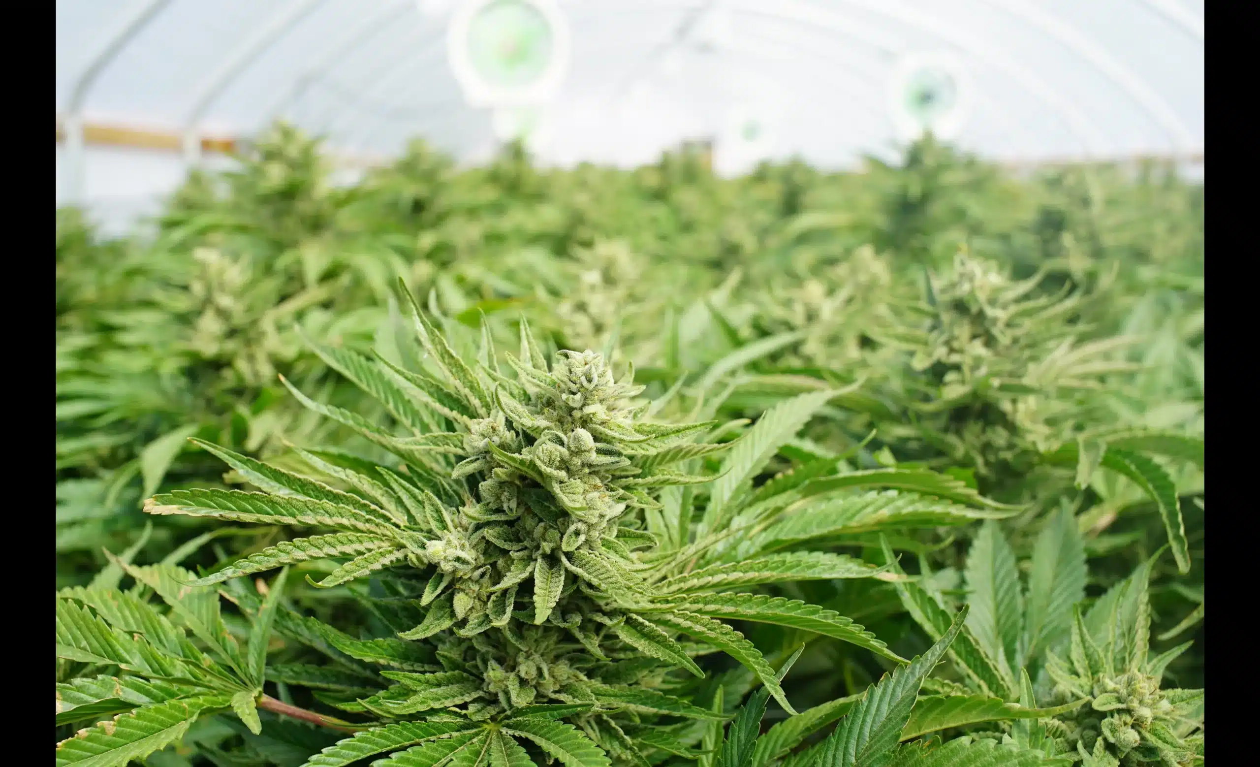 Cannabis Security Solutions