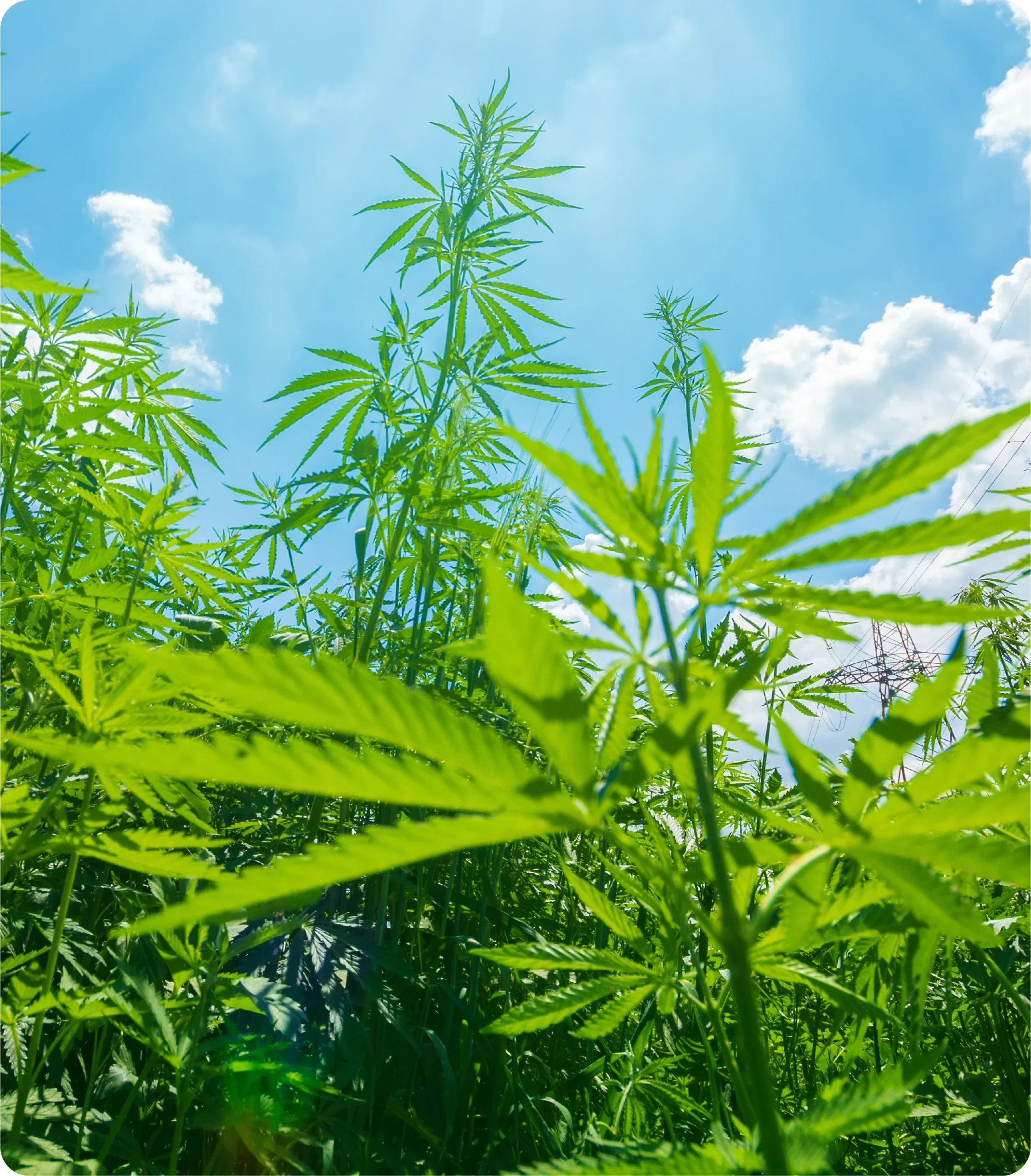 Plantes de cannabis vertes poussant sous un ciel bleu lumineux avec des nuages et la lumière du soleil.